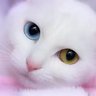 たろたろ profil fotoğrafı