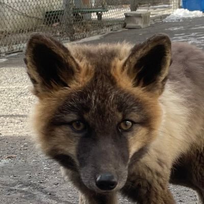 うぃん@世話やきキツネのゴンタ🦊🌽's profile picture