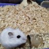 ROKI's profile picture