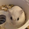 Junie1169 的头像
