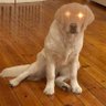 LaserDog's profile picture