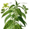 Urtica's profile picture