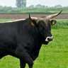 OKWally's profile picture