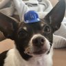 David Perlberg's profile picture