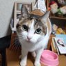 7匹猫マザー's profile picture