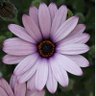 rodymama🍓🐻 profil fotoğrafı