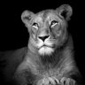 sc profil fotoğrafı