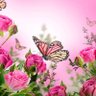 Фото профиля Rose