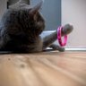 Cancer_Cat's profile picture