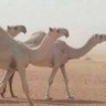 البل عطايا الله's profile picture