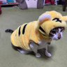 Фото профиля 律子(ニャン、ワン動物好きです)