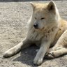 アキヨ's profile picture
