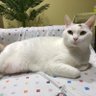 Piscean ♓️'s profile picture
