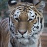 マサル profil fotoğrafı