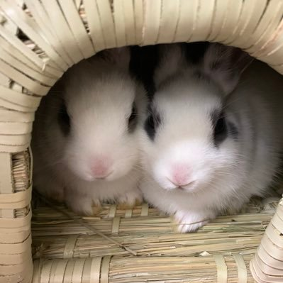 うさぎもち's profile picture