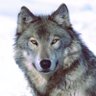 Profilbild von Gray wolf