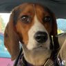 Profilbild von MrDuckyOfWindsor