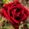 Фото профиля Eman