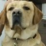 Profilbild von PEDRO
