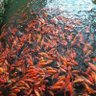 Фото профиля Yuen Yuen