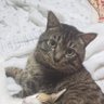 Фото профиля 黒チビ猫