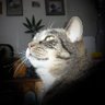 Cannabadger☮️🇵🇸🇱🇧 profil fotoğrafı