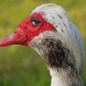 SillyTheGoose 的头像