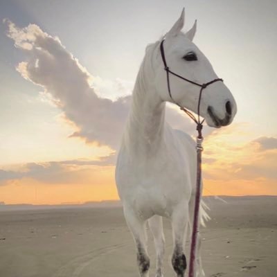 馬のルナ's profile picture
