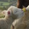 ╬もえ仔羊╬👧🐑🍼 的头像