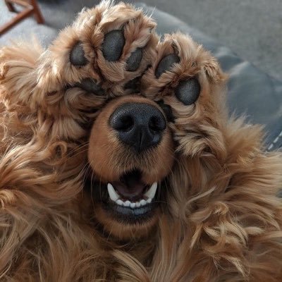 AndyPumpFog's profile picture