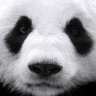 ノンケ若専 profil fotoğrafı
