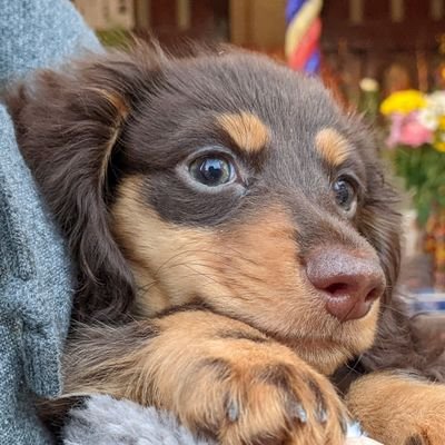 richrichooo's profile picture