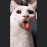 Profilbild von 潘昭旭