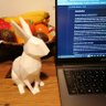 hellwart 🐇 profil fotoğrafı