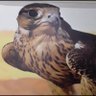سلطان الجابري's profile picture