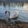 Singing swan's world's profile picture