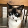 KZman 🐶RiRi Mac😺's profile picture