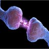 Sinapsis Von Heisenberg profil fotoğrafı