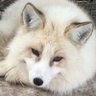 雪狐 profil fotoğrafı