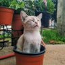 Kia's profile picture
