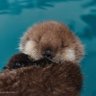 Lovelyxotter's profile picture