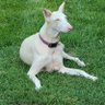 I_Heart_Dobies's profile picture