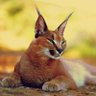 Conscious Caracal 🇿🇦 profil fotoğrafı