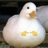ssw's profile picture