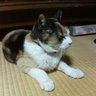 Mikeニャン profil fotoğrafı