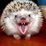 Profilbild von ЙожиГ 🦔 Димка