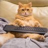 Le Chat Curieux's profile picture