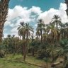 محمد ود أب ريش Wad trturty 的头像