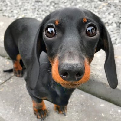loulouminidachshund's profile picture
