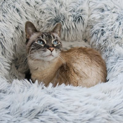 esther the cat 👑 🌈's profile picture